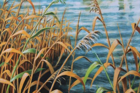 Island reeds 1